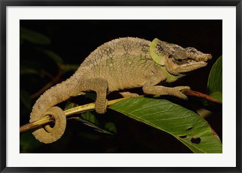 Framed Green-eared Chameleon lizard, Madagascar, Africa Print