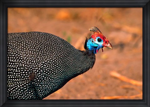 Framed Helmeted Guinea Fowl, Kenya Print