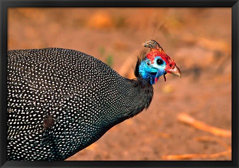 Framed Helmeted Guinea Fowl, Kenya Print