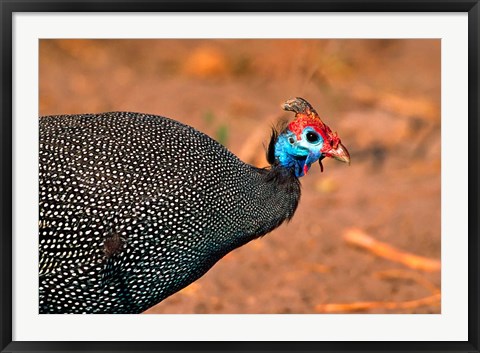 Framed Helmeted Guinea Fowl, Kenya Print