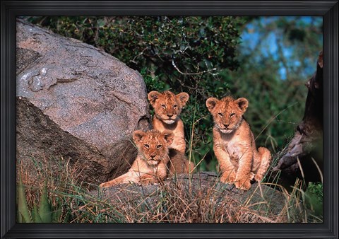 Framed Den of Lion Cubs, Serengeti, Tanzania Print