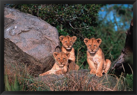 Framed Den of Lion Cubs, Serengeti, Tanzania Print