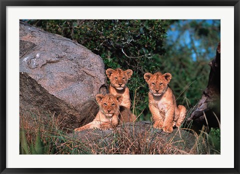 Framed Den of Lion Cubs, Serengeti, Tanzania Print