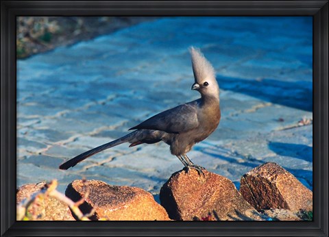 Framed Grey Go-Away Bird, Namibia Print