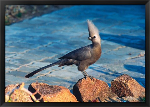 Framed Grey Go-Away Bird, Namibia Print