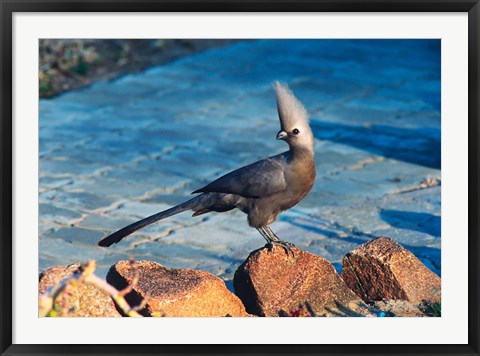 Framed Grey Go-Away Bird, Namibia Print