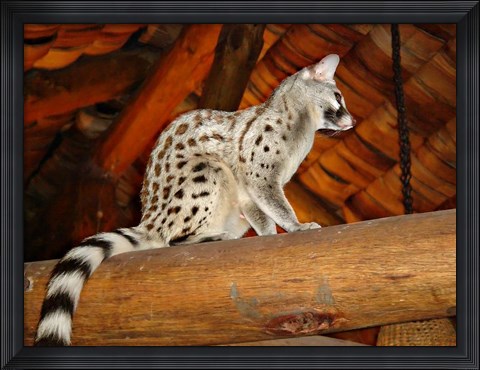Framed Common Genet in the Ndutu Lodge, Tanzania Print