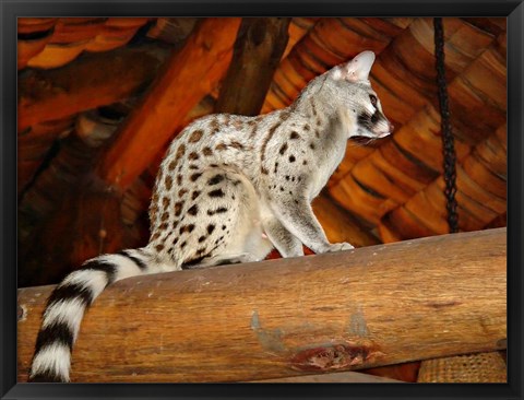 Framed Common Genet in the Ndutu Lodge, Tanzania Print