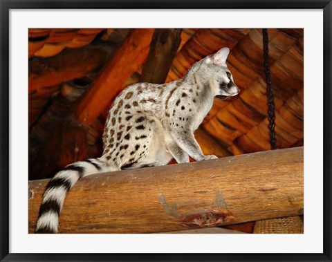 Framed Common Genet in the Ndutu Lodge, Tanzania Print