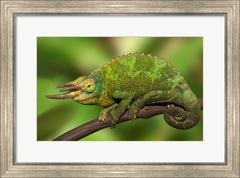 Framed Close-up of Jackson&#39;s Chameleon on limb, Kenya Print