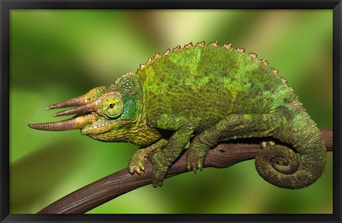 Framed Close-up of Jackson&#39;s Chameleon on limb, Kenya Print