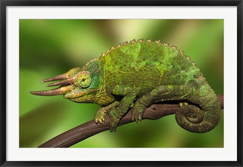 Framed Close-up of Jackson&#39;s Chameleon on limb, Kenya Print