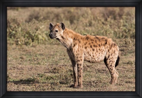 Framed Africa, Tanzania, Serengeti. Spotted hyena, Crocuta crocuta. Print