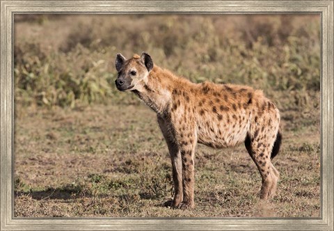 Framed Africa, Tanzania, Serengeti. Spotted hyena, Crocuta crocuta. Print