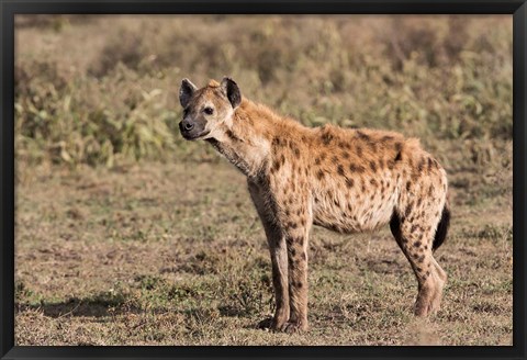 Framed Africa, Tanzania, Serengeti. Spotted hyena, Crocuta crocuta. Print