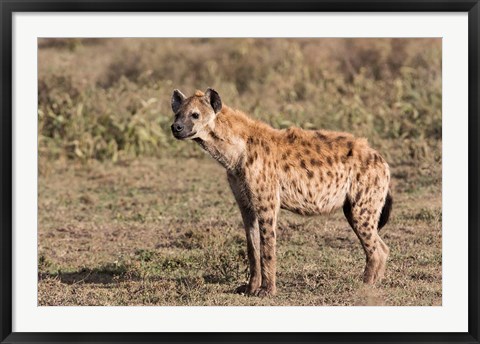 Framed Africa, Tanzania, Serengeti. Spotted hyena, Crocuta crocuta. Print