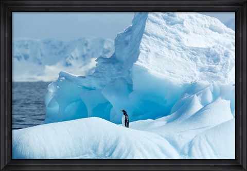 Framed Antarctica, Gentoo Penguin standing on iceberg near Enterprise Island. Print