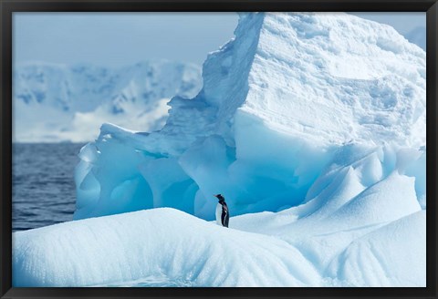 Framed Antarctica, Gentoo Penguin standing on iceberg near Enterprise Island. Print