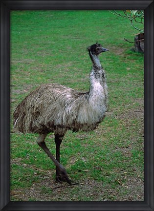 Framed Emu Portrait, Australia Print