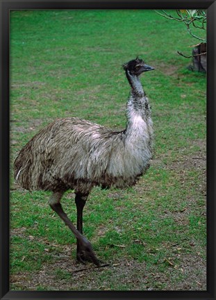 Framed Emu Portrait, Australia Print