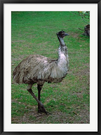 Framed Emu Portrait, Australia Print