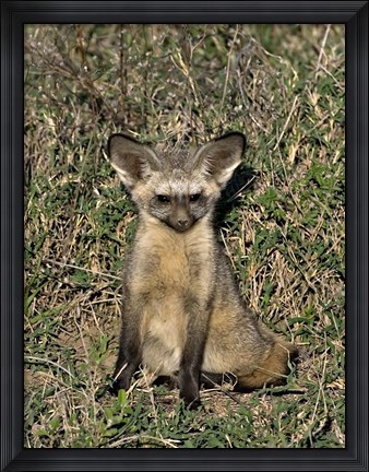 Framed Bat-Eared Fox, Tanzania Print