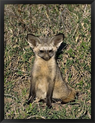 Framed Bat-Eared Fox, Tanzania Print