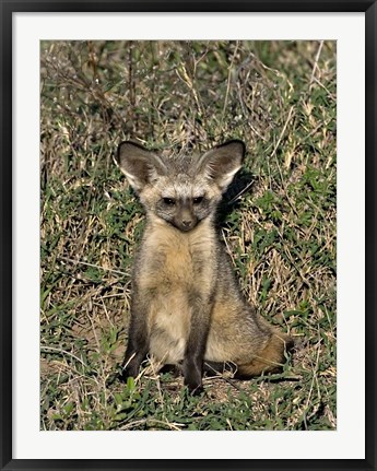 Framed Bat-Eared Fox, Tanzania Print