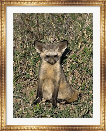 Framed Bat-Eared Fox, Tanzania Print