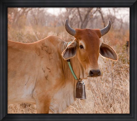 Framed Botswana, Tsodilo Hills, Farm animal, cow Print