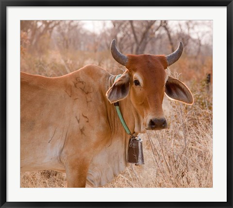 Framed Botswana, Tsodilo Hills, Farm animal, cow Print