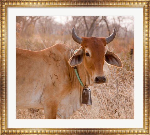 Framed Botswana, Tsodilo Hills, Farm animal, cow Print