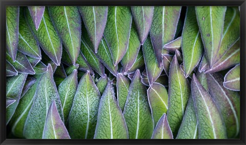 Framed Purple edged leaves of the Giant Lobelia rosette, Kenya Print