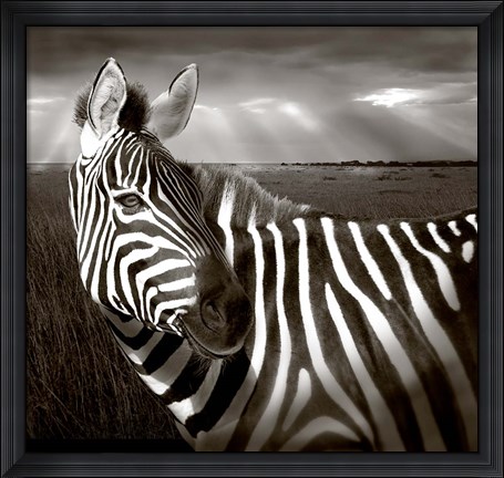 Framed Black &amp; White of Zebra and plain, Kenya Print