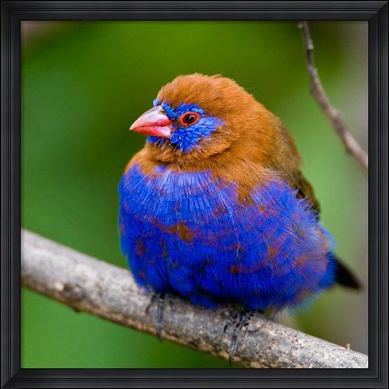 Framed Africa. Kenya. Purple Grenadier, Lake Naivasha Print