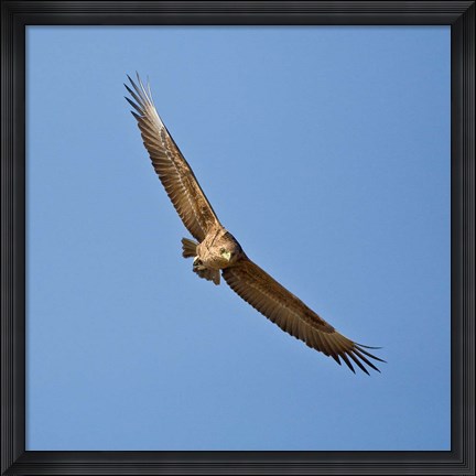 Framed Africa. Tanzania. Bateleur Eagle, Serengeti NP Print