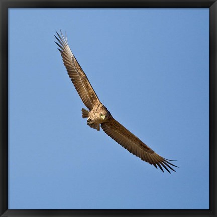 Framed Africa. Tanzania. Bateleur Eagle, Serengeti NP Print