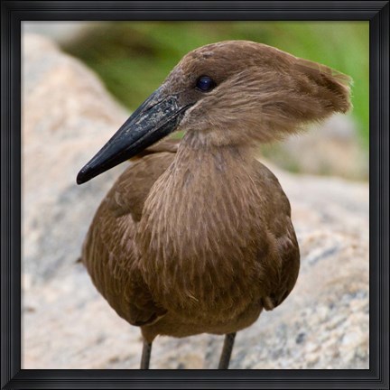 Framed Africa. Tanzania. Hamerkop at Tarangire NP Print