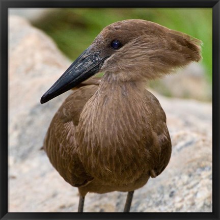 Framed Africa. Tanzania. Hamerkop at Tarangire NP Print