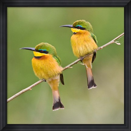 Framed Africa. Tanzania. Little Bee Eaters at Manyara NP Print
