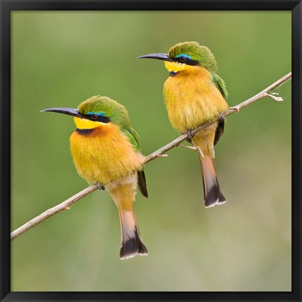 Framed Africa. Tanzania. Little Bee Eaters at Manyara NP Print