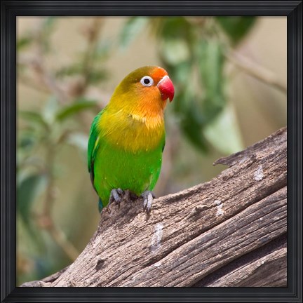 Framed Fischer&#39;s Lovebird tropical bird, Tanzania Print