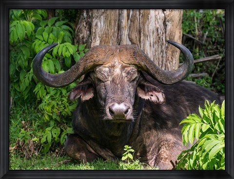 Framed African Buffalo, Aberdare National Park, Kenya Print