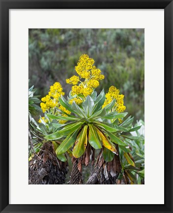 Framed Giant Groundsel in the Mount Kenya National Park, Kenya Print