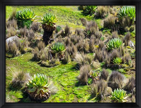 Framed Landscape with Giant Groundsel in the Mount Kenya National Park, Kenya Print