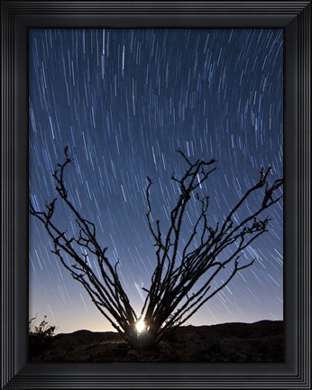 Framed setting moon is visible through the thorny branches on an ocotillo, California Print