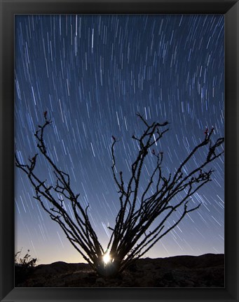 Framed setting moon is visible through the thorny branches on an ocotillo, California Print