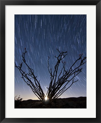 Framed setting moon is visible through the thorny branches on an ocotillo, California Print