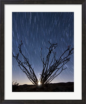 Framed setting moon is visible through the thorny branches on an ocotillo, California Print