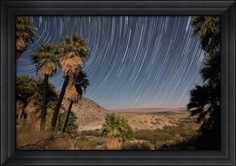 Framed California Fan Palms and a mesquite grove in a desert landscape Print